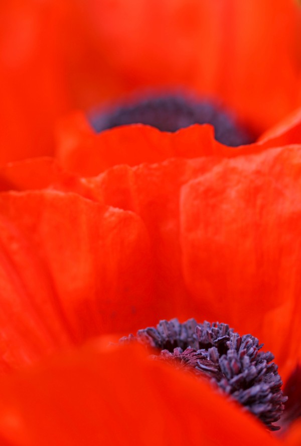 Poppy Heart I by Deb Oppermann